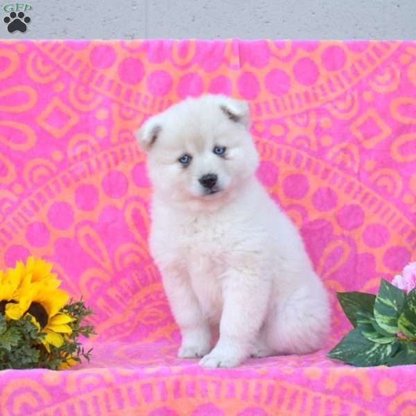 Kenzie, Pomsky Puppy