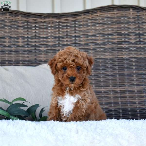 Kenzie, Miniature Poodle Puppy