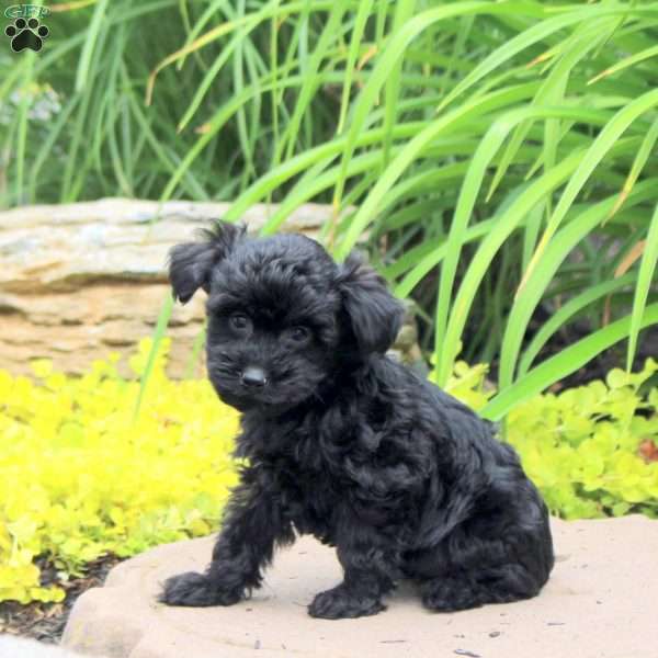 Kerrie, Yorkie Poo Puppy