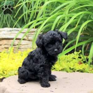 Kerrie, Yorkie Poo Puppy