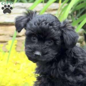 Kerrie, Yorkie Poo Puppy