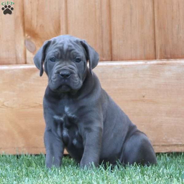Kia, Cane Corso Puppy