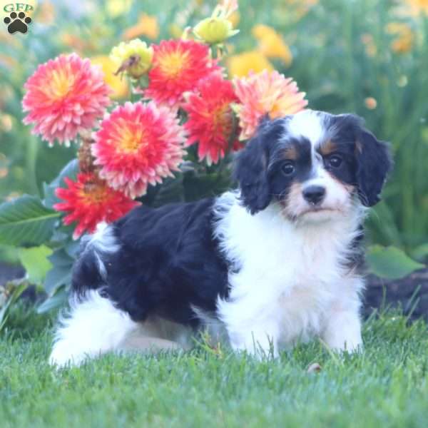 Kia, Cavapoo Puppy