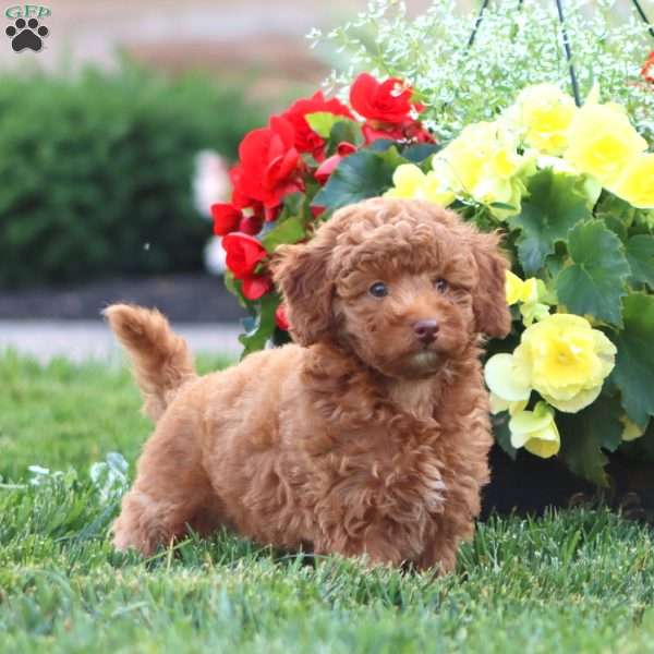 Kia, Miniature Poodle Puppy