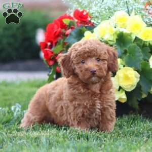 Kia, Miniature Poodle Puppy