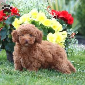 Kia, Miniature Poodle Puppy