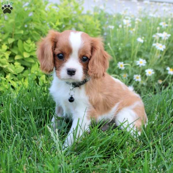 Kieran, Cavalier King Charles Spaniel Puppy