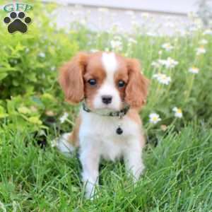Kieran, Cavalier King Charles Spaniel Puppy