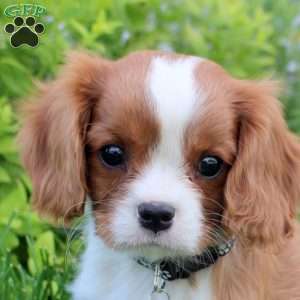 Kieran, Cavalier King Charles Spaniel Puppy