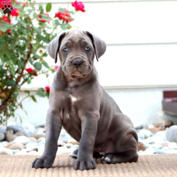 Kierra, Cane Corso Puppy