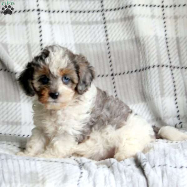 Kierra, Cavapoo Puppy