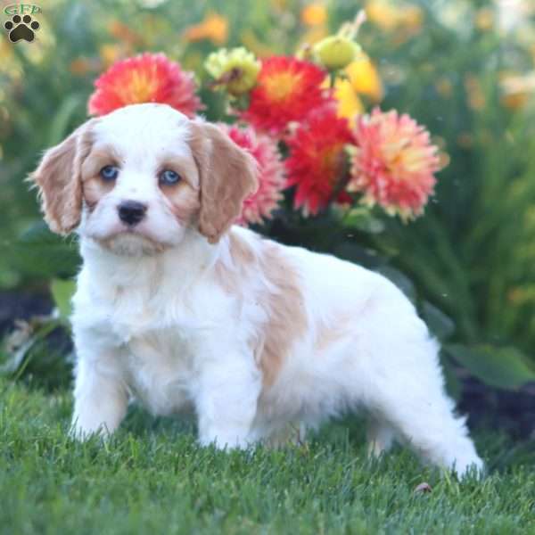 Kierra, Cavapoo Puppy