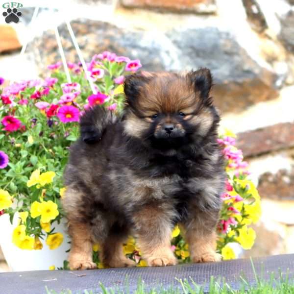 Kierra, Pomeranian Puppy