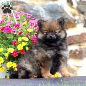 Kierra, Pomeranian Puppy