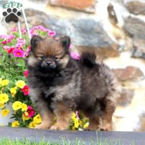 Kierra, Pomeranian Puppy