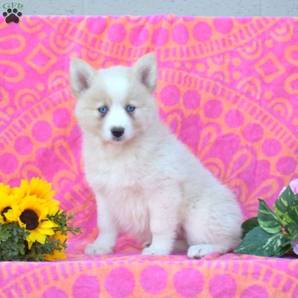 Kim, Pomsky Puppy