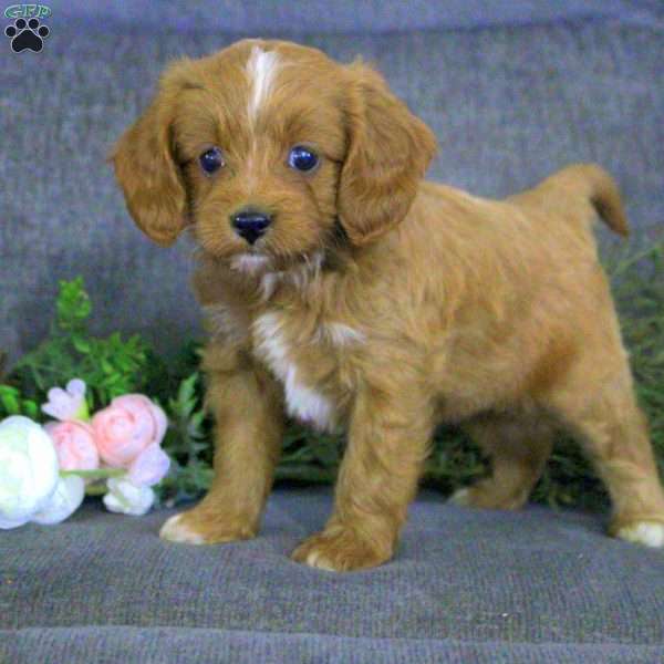 Kimberly, Cavapoo Puppy