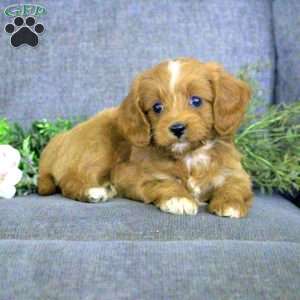Kimberly, Cavapoo Puppy