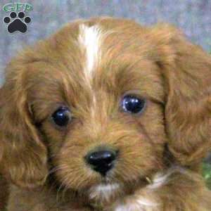 Kimberly, Cavapoo Puppy
