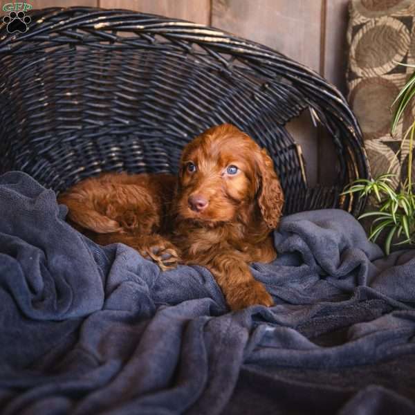 Kinsey, Irish Doodle Puppy