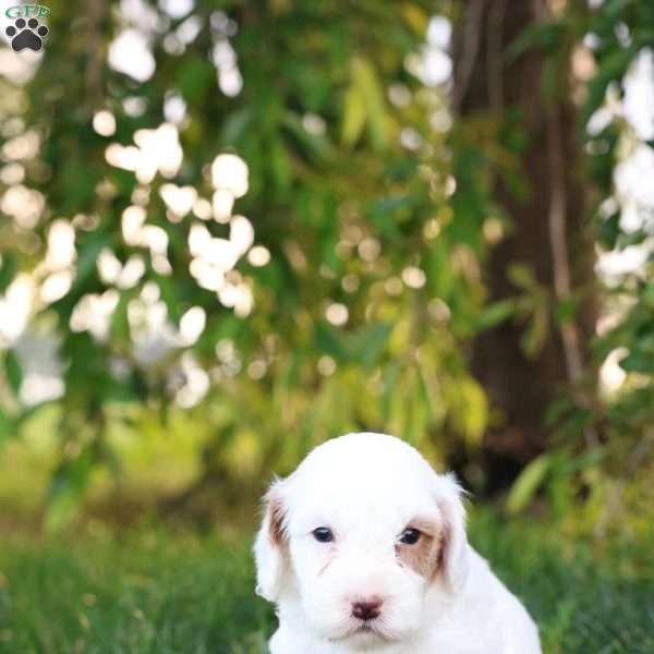 Kinzley, Cavapoo Puppy