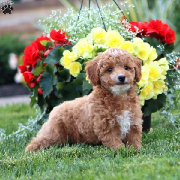 Kelly, Miniature Poodle Puppy