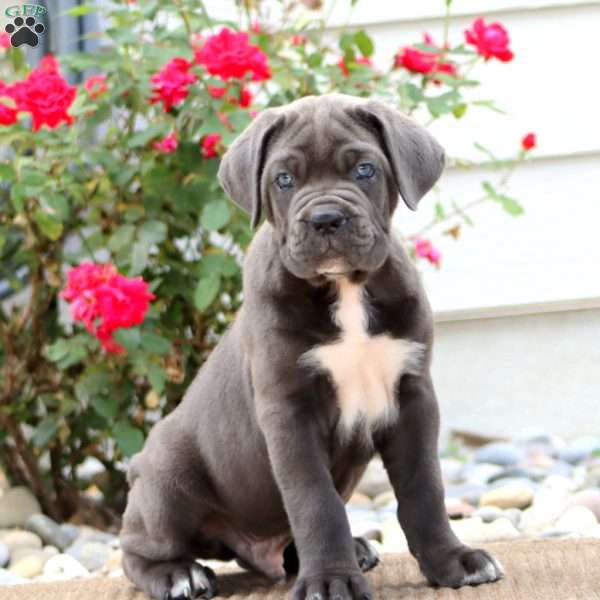 Kip, Cane Corso Puppy