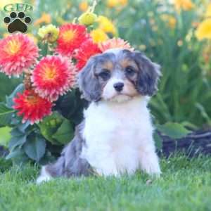 Kip, Cavapoo Puppy