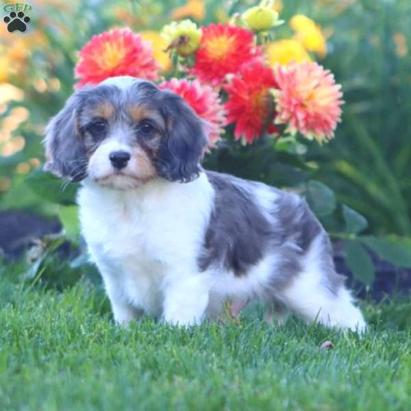 Kip, Cavapoo Puppy