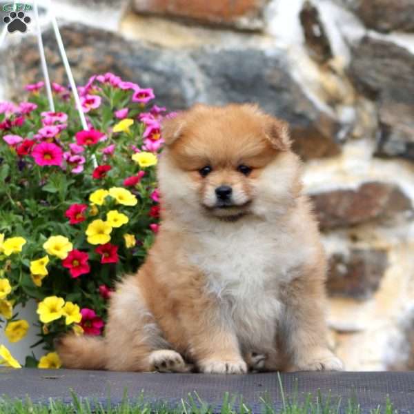 Kip, Pomeranian Puppy