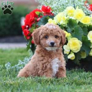 Kelly, Miniature Poodle Puppy