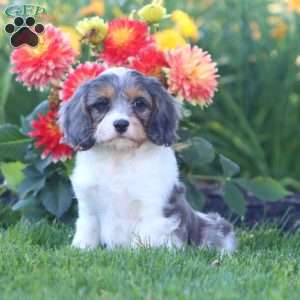 Kip, Cavapoo Puppy