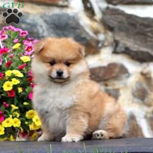 Kip, Pomeranian Puppy