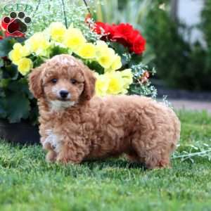 Kelly, Miniature Poodle Puppy