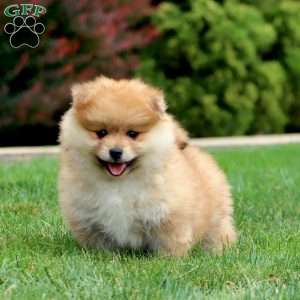 Kip, Pomeranian Puppy