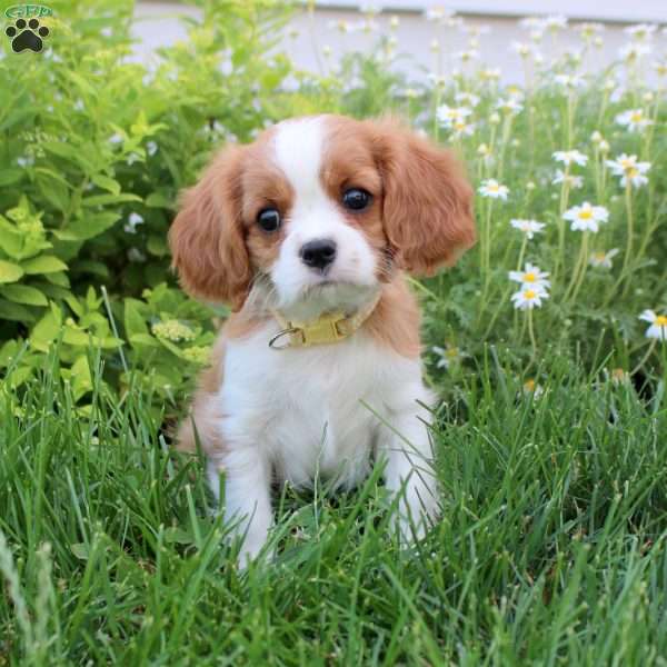 Kira, Cavalier King Charles Spaniel Puppy