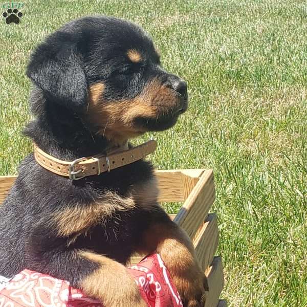 Kisha, Rottweiler Puppy