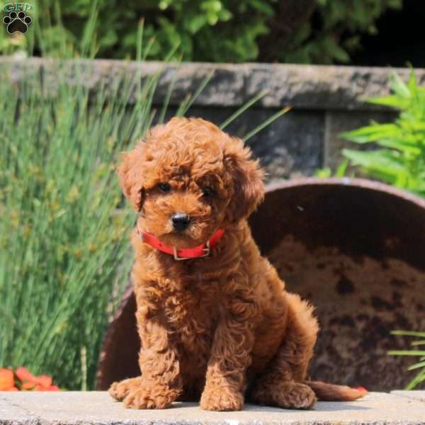 Kit Kat, Cavapoo Puppy
