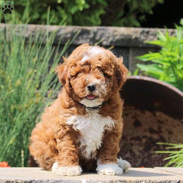 Kiwi, Cavapoo Puppy