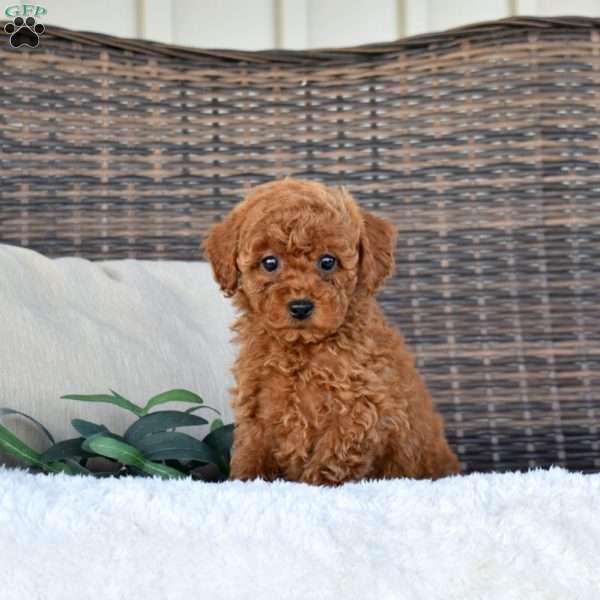 Kiwi, Miniature Poodle Puppy