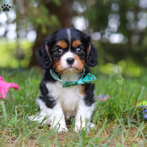 Knox, Cavalier King Charles Spaniel Puppy