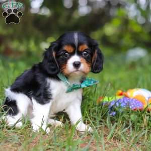 Knox, Cavalier King Charles Spaniel Puppy