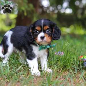 Knox, Cavalier King Charles Spaniel Puppy