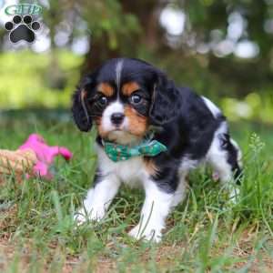 Knox, Cavalier King Charles Spaniel Puppy