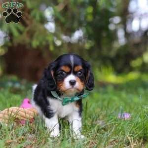 Knox, Cavalier King Charles Spaniel Puppy