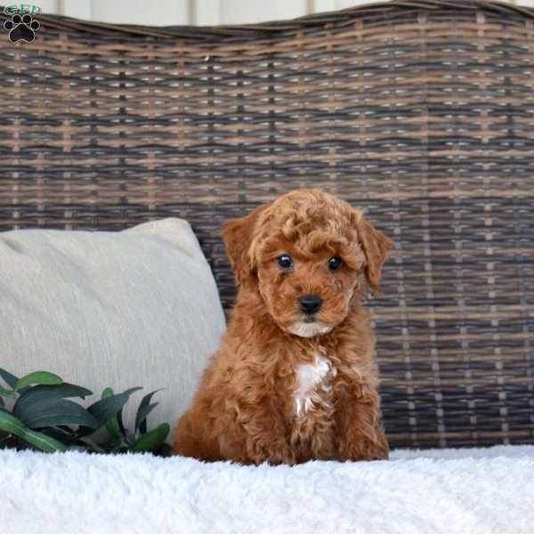 Knox, Miniature Poodle Puppy
