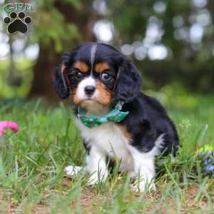 Knox, Cavalier King Charles Spaniel Puppy