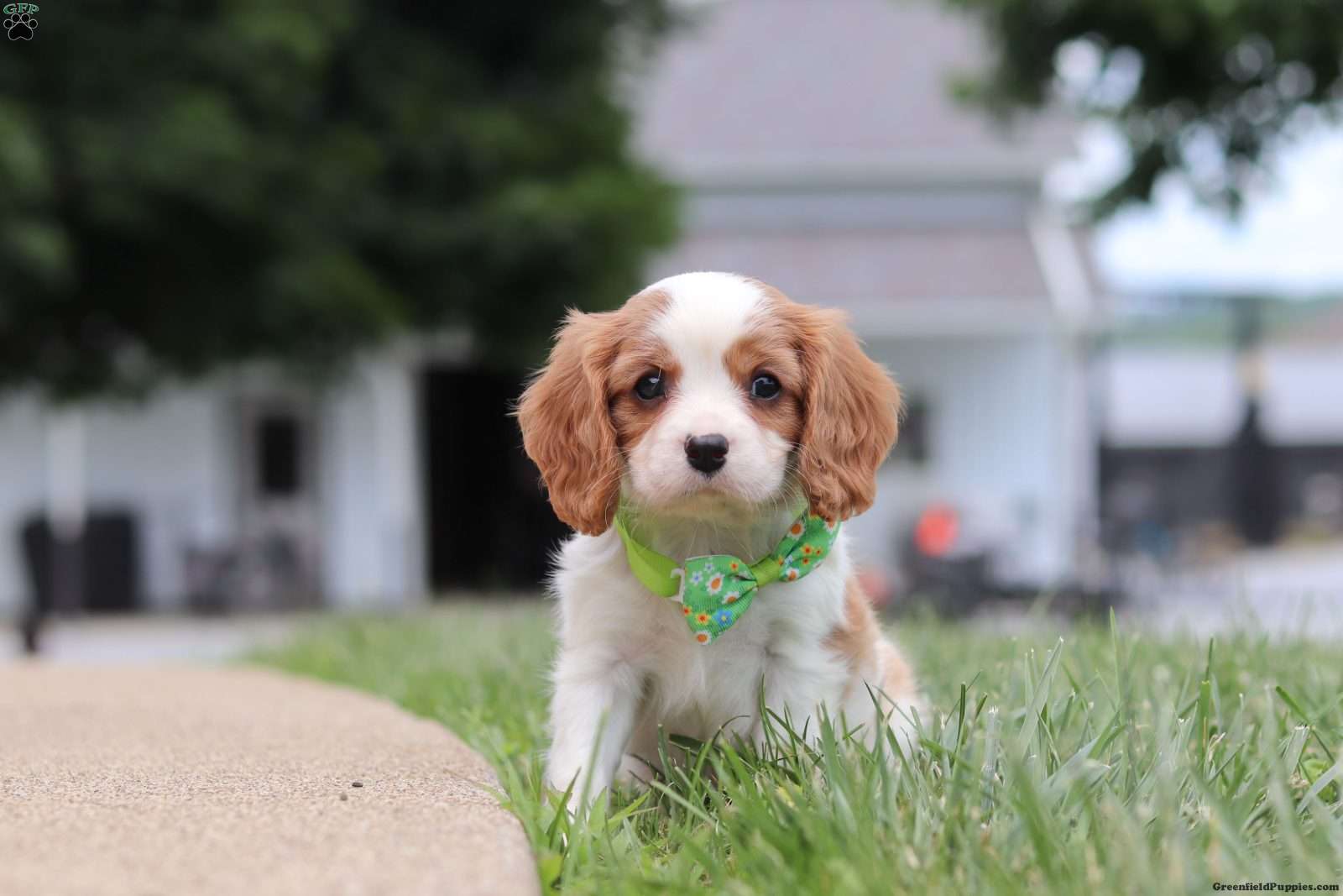 Kobe - Cavalier King Charles Spaniel Puppy For Sale in Ohio
