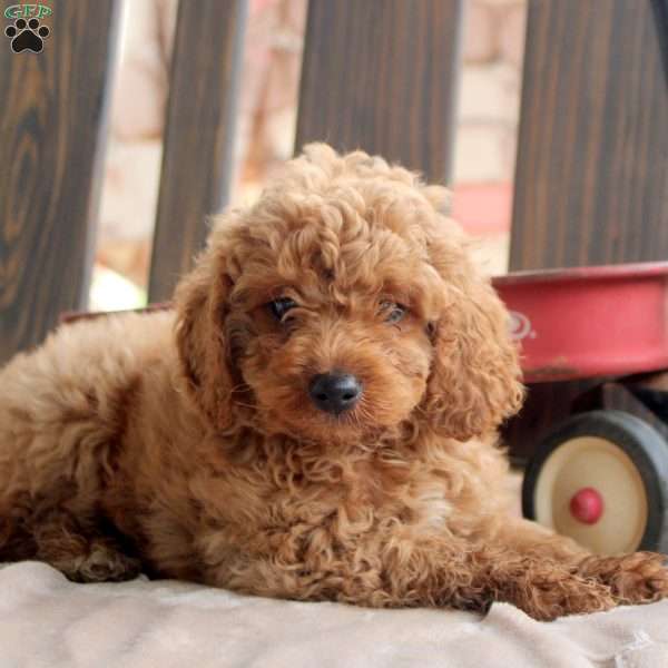 Kody, Cockapoo Puppy