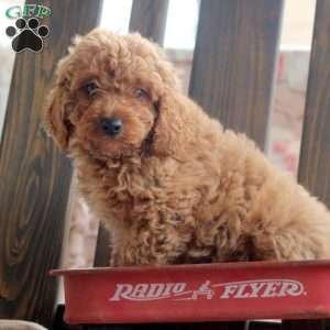 Kody, Cockapoo Puppy